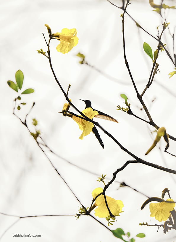 Beija-flor veste amarelo by Luiz Bhering