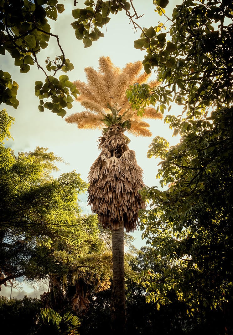 Palmeira Talipot by Luiz Bhering