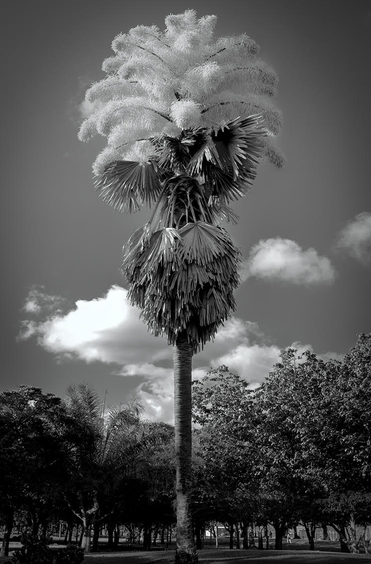 Palmeira Talipot 2 by Luiz Bhering