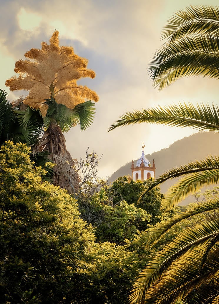 Palmeira Talipot 3 by Luiz Bhering