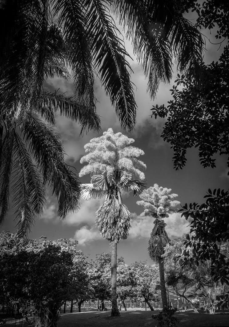Palmeira Talipot 4 by Luiz Bhering