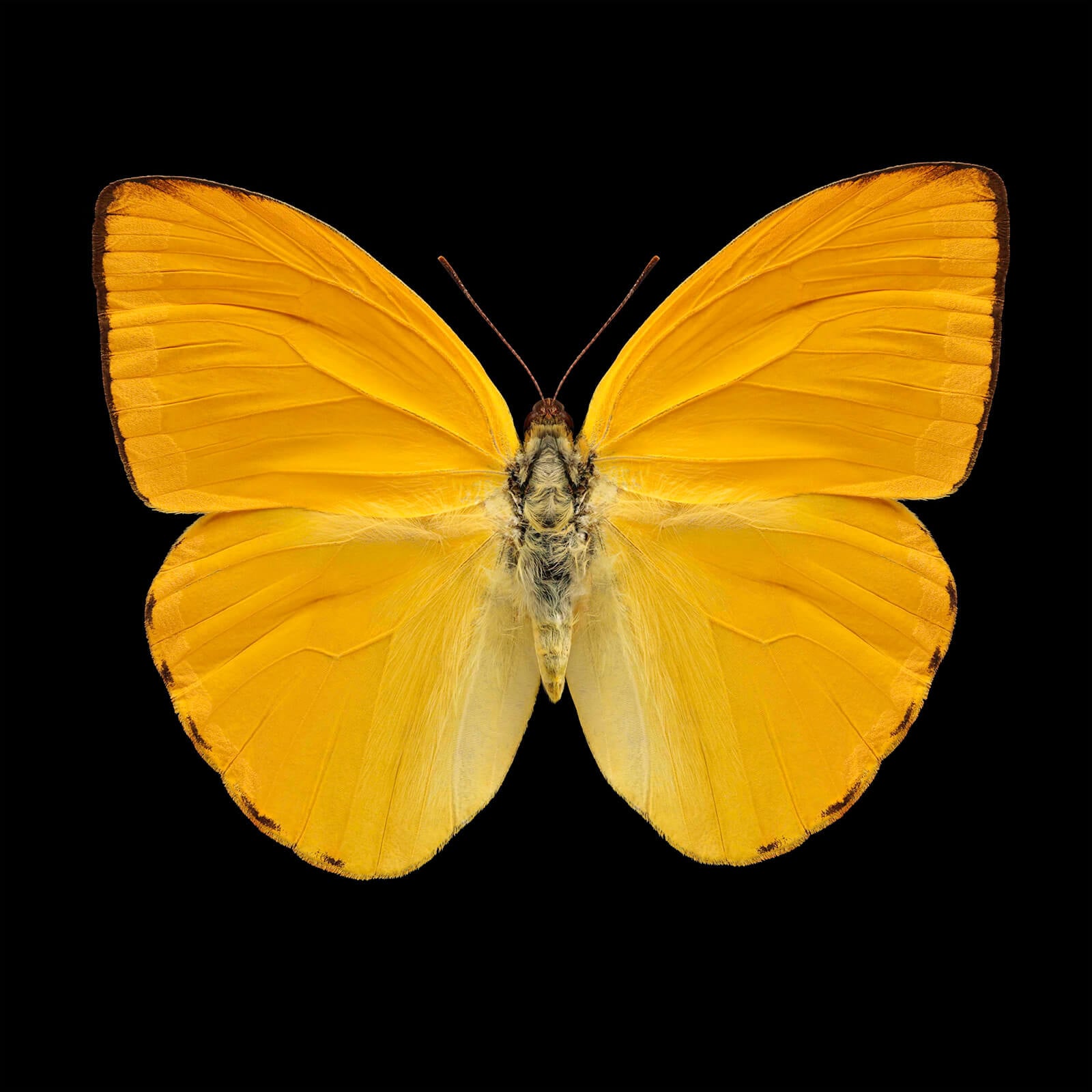 Butterfly 12 by Dmitry Oskin